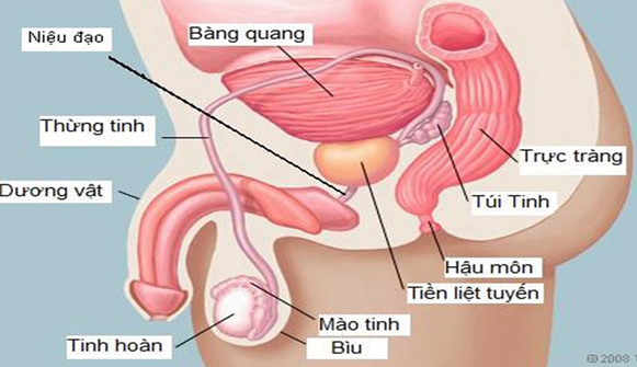 Tiền liệt tuyến bị viêm thì túi tinh thường cũng bị viêm theo